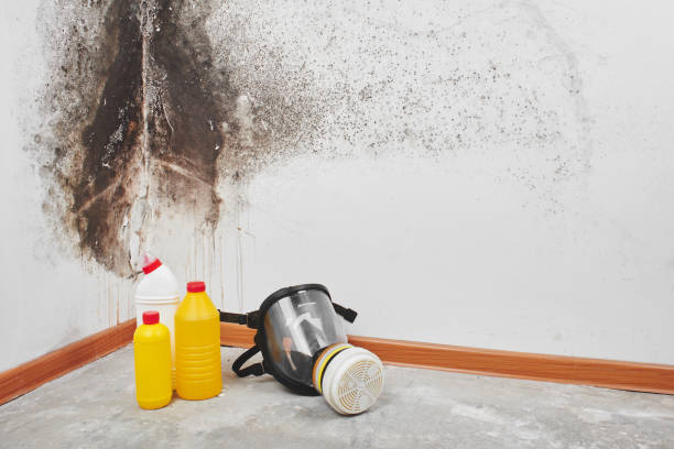 Best Emergency Mold Removal  in Dunsmuir, CA