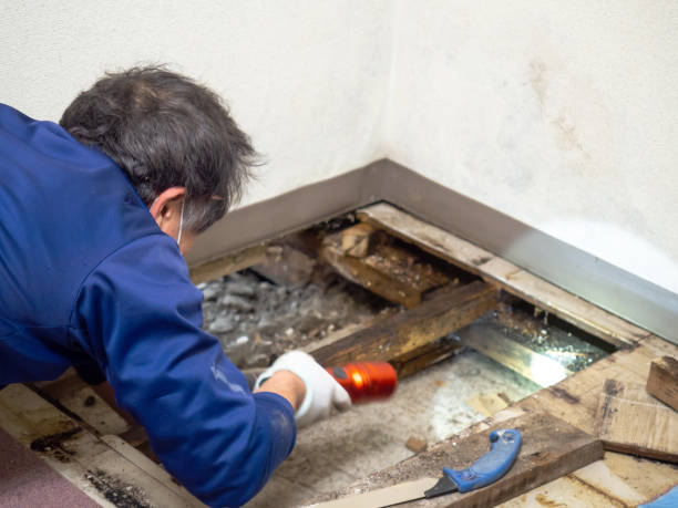 Best Water Damage Restoration  in Dunsmuir, CA