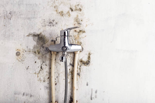Dunsmuir, CA Mold Removal Company