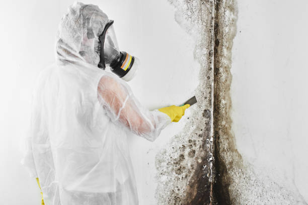 Best Mold Remediation  in Dunsmuir, CA