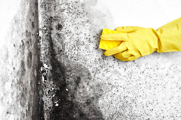 Best Mold Testing  in Dunsmuir, CA
