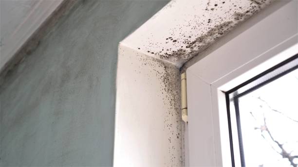 Best Mold Remediation  in Dunsmuir, CA