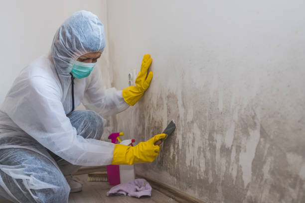 Best Mold Removal Company Near Me  in Dunsmuir, CA