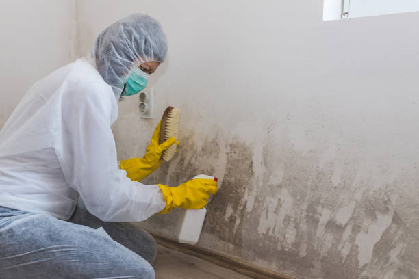 Best Certified Mold Removal  in Dunsmuir, CA
