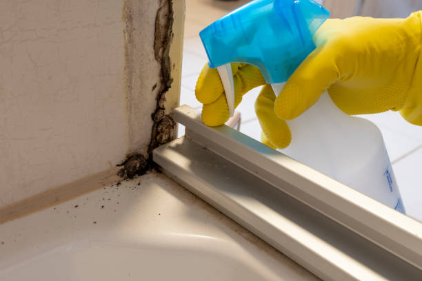 Best Mold Testing  in Dunsmuir, CA