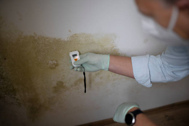 Best Best Mold Removal Companies  in Dunsmuir, CA
