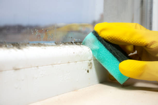 Best Mold Cleaning Services  in Dunsmuir, CA