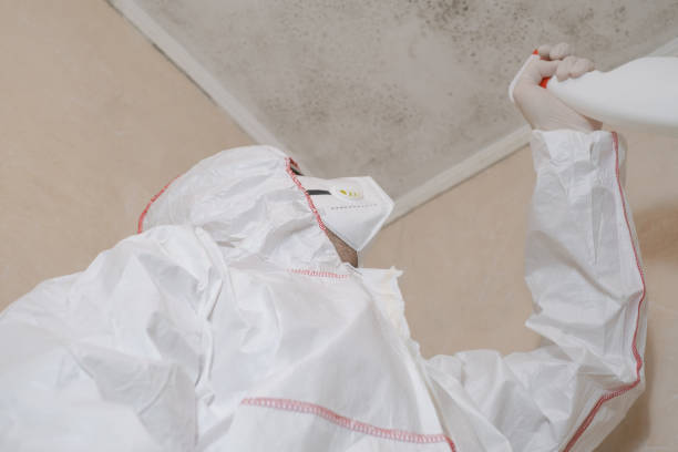 Best Mold Removal Company Near Me  in Dunsmuir, CA