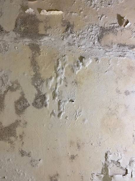 Best Same-Day Mold Removal  in Dunsmuir, CA